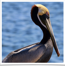 Brown Pelican - Resting